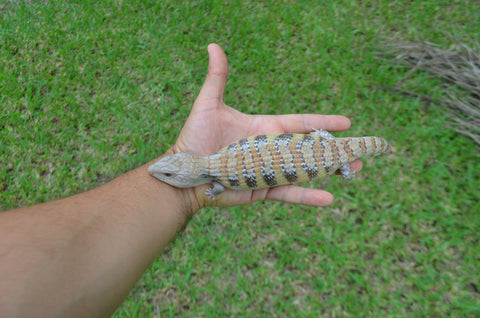 Incredible Pale Line Northern Blue Tongue Skink