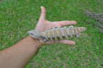 Incredible Pale Line Northern Blue Tongue Skink