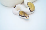 Mojo Pied het Lavender Ball Python