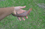 Dark Orange Swedish Northern Blue Tongue Skink