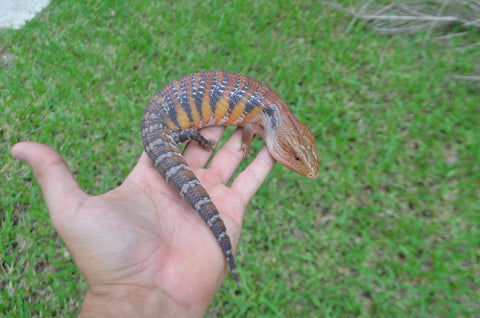 Dark Orange Swedish Northern Blue Tongue Skink