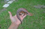 Dark Orange Swedish Northern Blue Tongue Skink