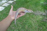 Gorgeous Swedish Northern Blue Tongue Skink