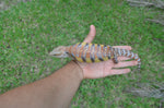 Gorgeous Swedish Northern Blue Tongue Skink