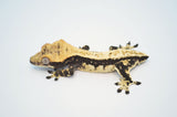 Dark and Cream Drippy Harlequin Pinstripe Crested Gecko