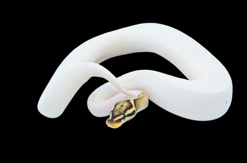 Firefly/Superfly Pied Ball Python