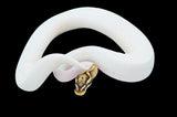 Firefly/Superfly Pied Ball Python