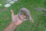 Incredible White Walker Line Northern Blue Tongue Skink