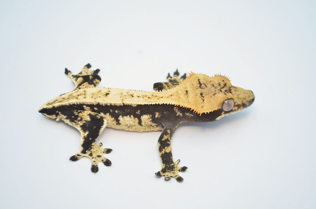 Dark and Cream Drippy Harlequin Pinstripe Crested Gecko – TikisGeckos