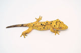 Yellow Ink Spot Dalmatian Crested Gecko (Chester offspring)