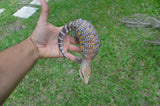 Incredible White Walker Line Northern Blue Tongue Skink