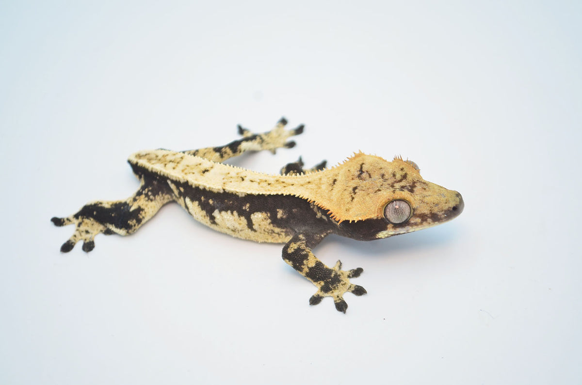 Dark and Cream Drippy Harlequin Pinstripe Crested Gecko – TikisGeckos