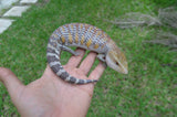 Incredible White Walker Line Northern Blue Tongue Skink