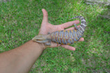 Incredible White Walker Line Northern Blue Tongue Skink