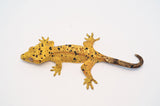 Yellow Ink Spot Dalmatian Crested Gecko (Chester offspring)