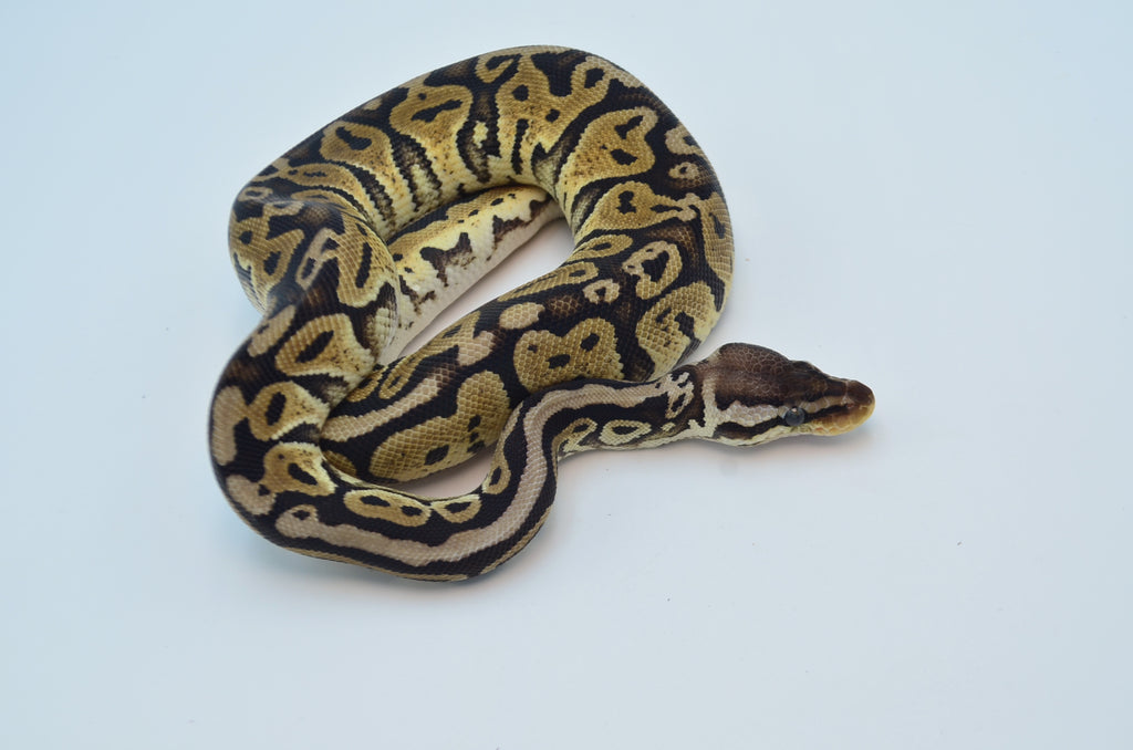 pastel piebald ball python
