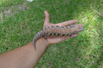 Awesome Classic Northern Blue Tongue Skink