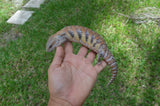 Awesome Classic Northern Blue Tongue Skink