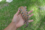 Awesome Classic Northern Blue Tongue Skink