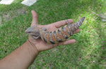 Awesome Classic Northern Blue Tongue Skink