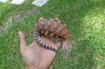 High Contrast Orange Northern Blue Tongue Skink