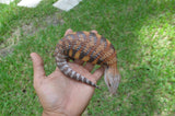 High Contrast Orange Northern Blue Tongue Skink