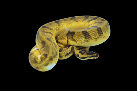 Super Enchi Pastel Pied (Pos Orange Dream YellowBelly) Ball Python