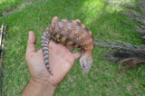 High Contrast Orange Northern Blue Tongue Skink