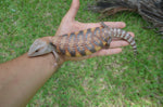 High Contrast Orange Northern Blue Tongue Skink