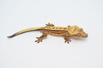 Yellow Emptyback Quadstripe Crested Gecko
