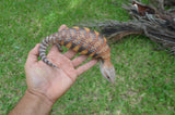 High Contrast Orange Northern Blue Tongue Skink