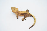 Yellow Emptyback Quadstripe Crested Gecko