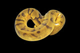 Super Enchi Pastel Pied (Pos Orange Dream YellowBelly) Ball Python