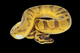 Super Enchi Pastel Pied (Pos Orange Dream YellowBelly) Ball Python