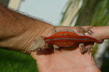 Red Striped Gargoyle Gecko (DEADPOOL offspring) ***