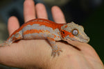 Red Striped Gargoyle Gecko (DEADPOOL offspring) ***