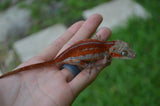 Red Striped Gargoyle Gecko (DEADPOOL offspring) ***