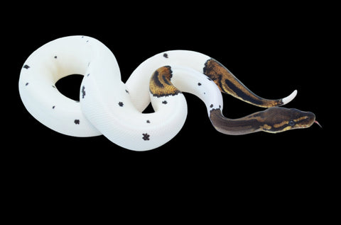 Leopard Pied het Lavender Ball Python (dalmatian)