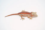 Red Striped Gargoyle Gecko (DEADPOOL offspring) ***