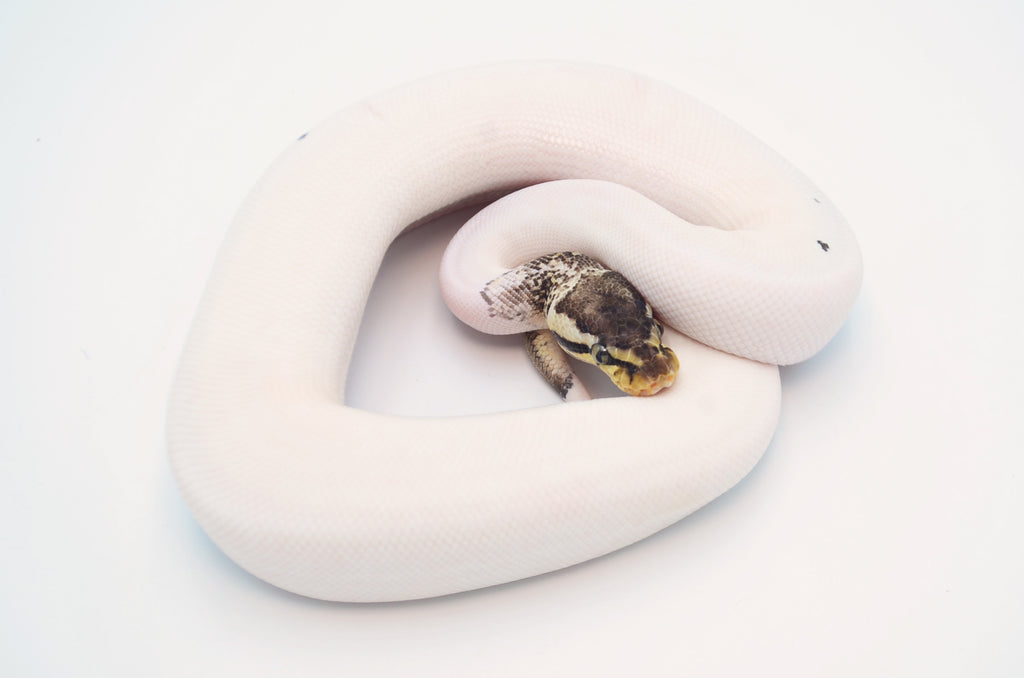 Red Ball Python Morphs
