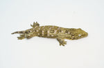 Nuu Ana Giant Gecko