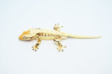 HOLDBACK High Expression Tricolor Extreme Harlequin Pinstripe Lilly White Crested Gecko