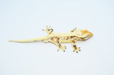 High Expression Extreme Harlequin Lilly White Crested Gecko