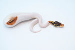 Enchi Cinnamon High White Pied Ball Python