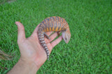 Red Line Northern Blue Tongue Skink