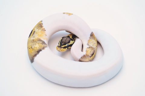 Killer Pied Ball Python (Possible Super Electric)