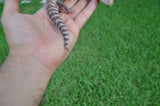 Red Line Northern Blue Tongue Skink