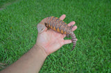 Red Line Northern Blue Tongue Skink