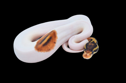 Enchi Cinnamon High White Pied Ball Python