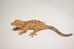 Orange Super Dalmatian Crested Gecko